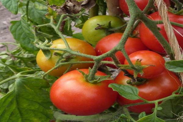 rajče na zahradě