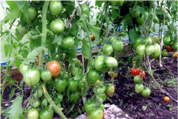 Tomate im Gewächshaus