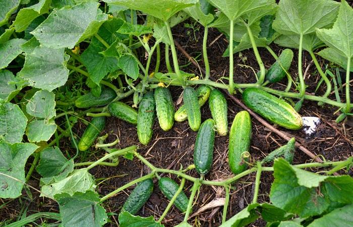 ripe cucumbers 