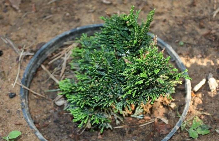 pine needles in a pot 