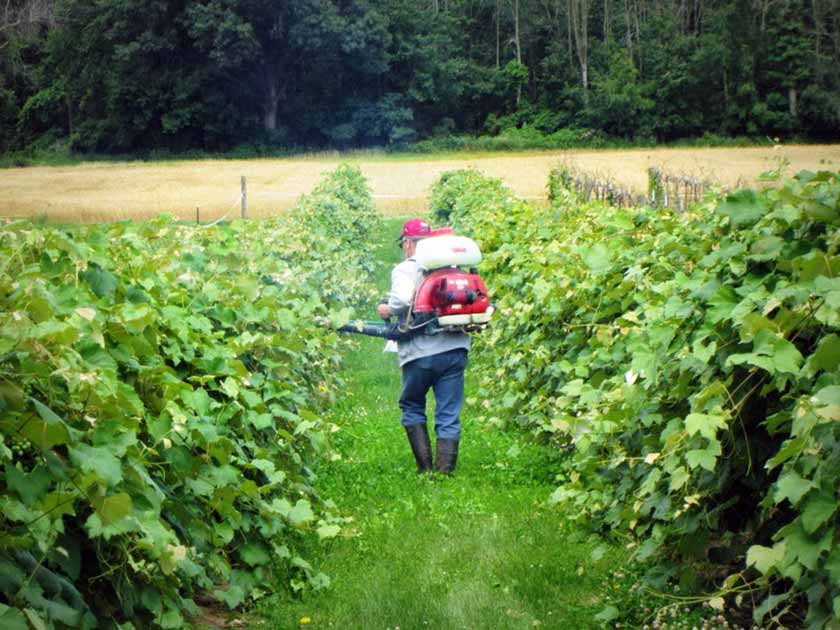 Anwendung im Weinberg 