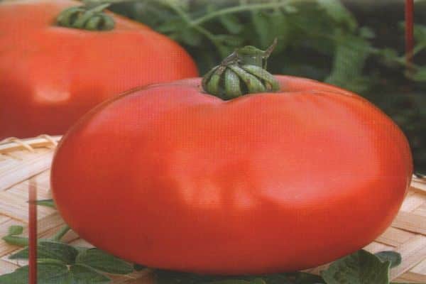 tomato harvest