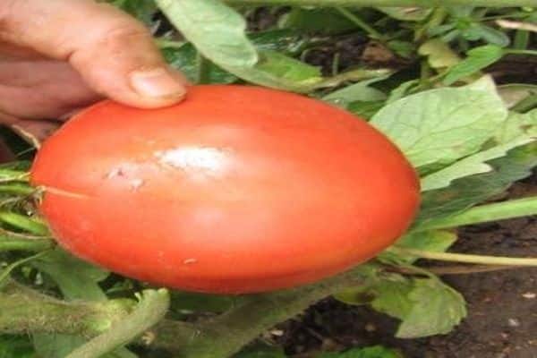 kabelka odrůda rajčat