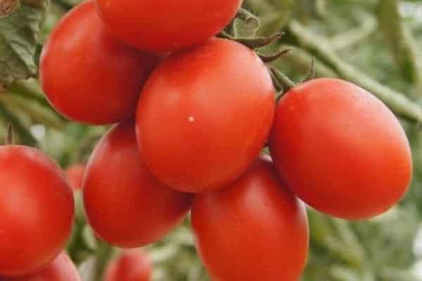 tomatoes on a branch