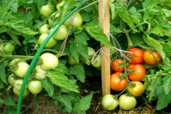 eierstok tomaten