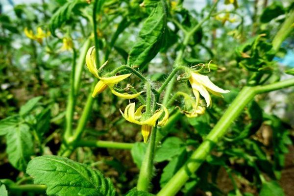 pepinos en crecimiento