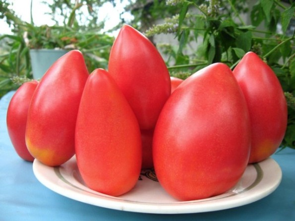 tomate supermodelo en un plato 