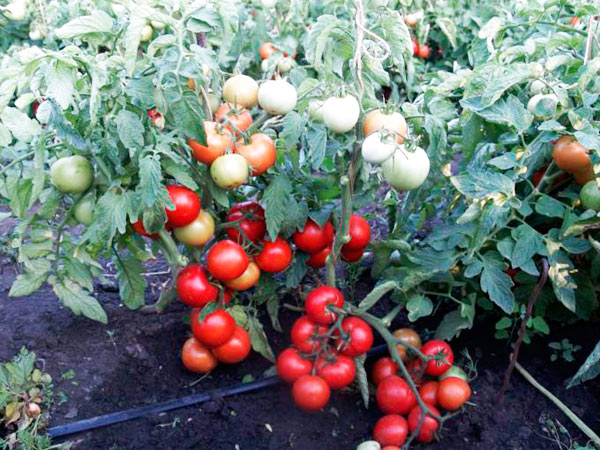 Superpreis-Tomate im Freiland