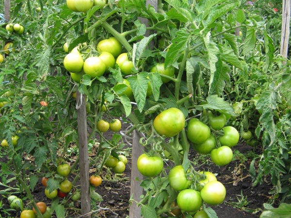 gröna tomatbuskar superpris