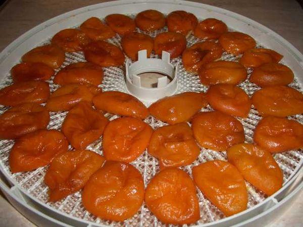 Sušené meruňky v elektrické sušičce