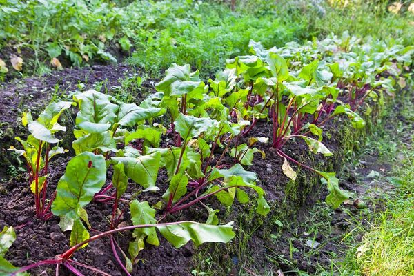 beet bushes