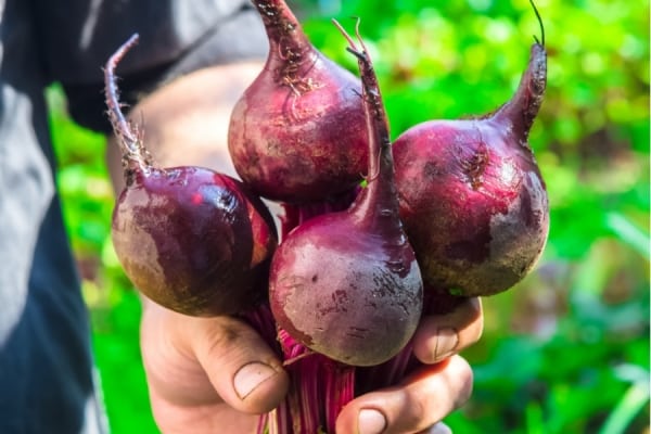 beets sa kamay ng isang lalaki