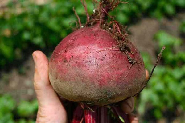 récolter des légumes racines