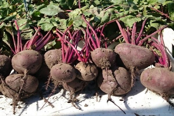 maraming beets