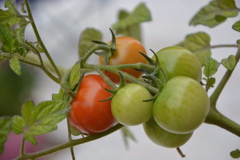 tomato early girl