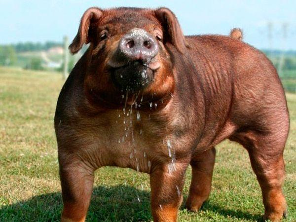 Duroc breed