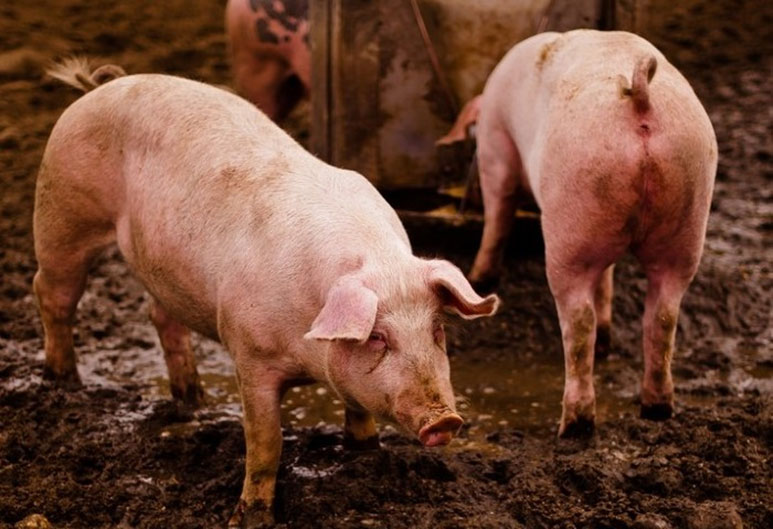 luizen bij varkens