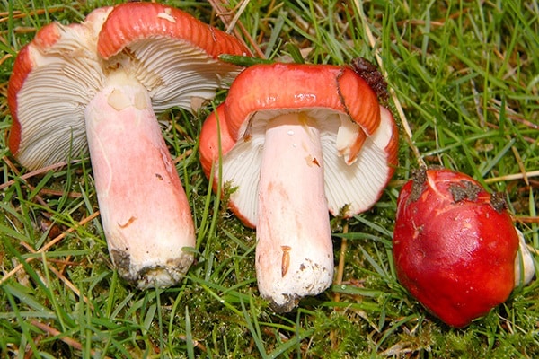 houby na nakládání