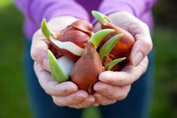 planting tulips