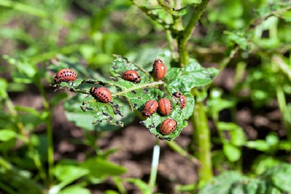 plantera grönsaker