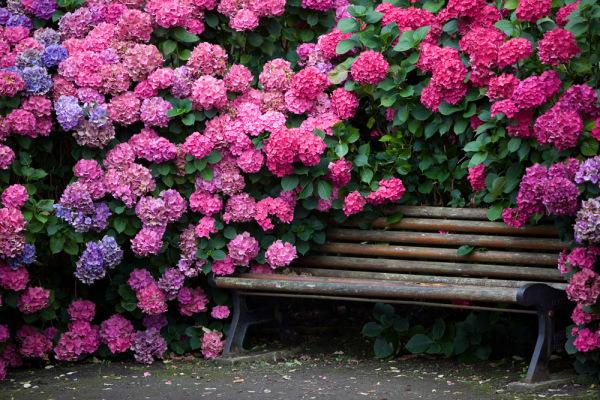 nadýchaný rododendron 