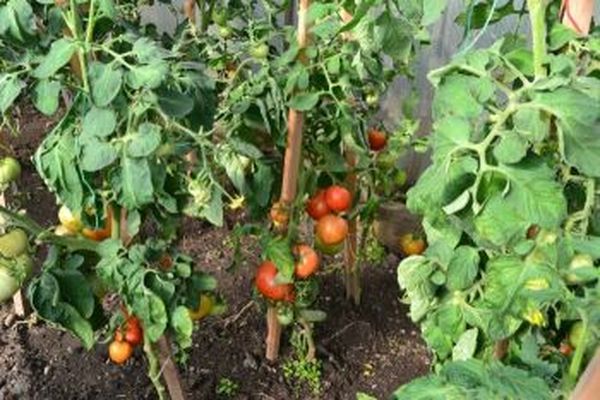 Tomaten im Boden