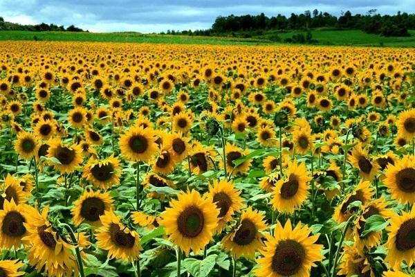 flores de girasol 