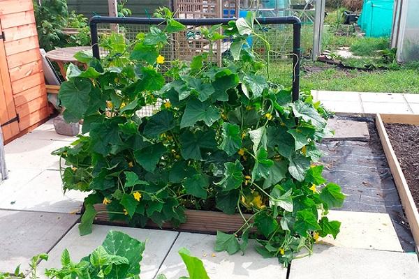 cucumbers on the plot 