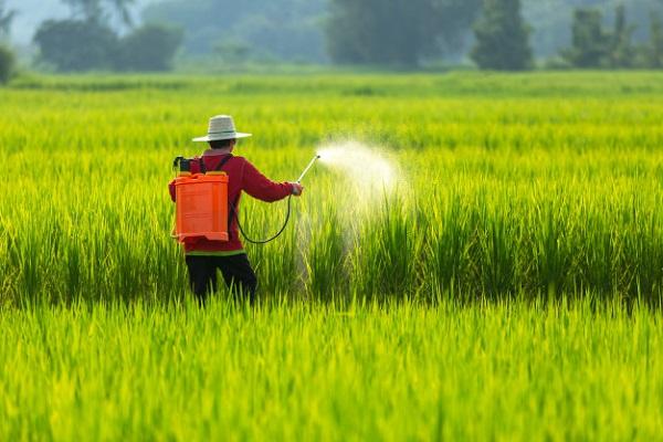 Instructies voor het gebruik van het herbicide Targa Super, verbruikspercentages en analogen