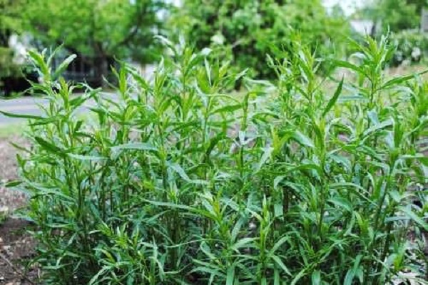 description of tarragon