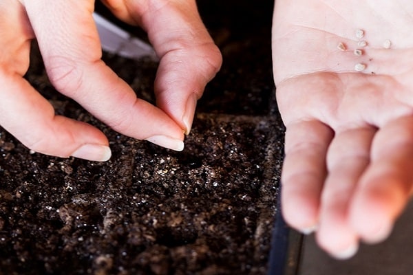 tarragon seeds