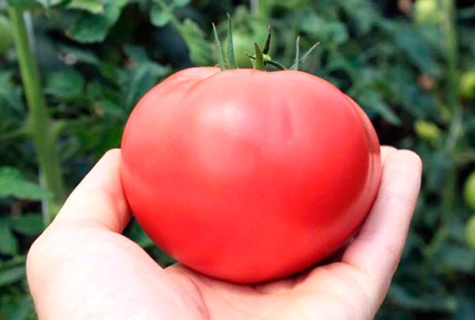 Pink Paradise tomato in hand