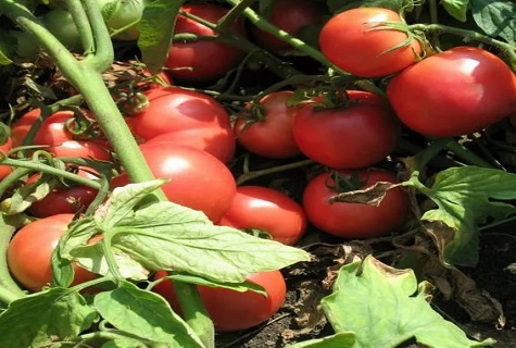 rajčatový Tarpan