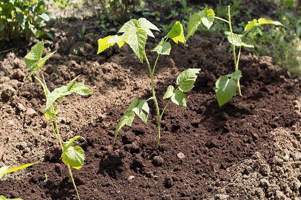 planting cuttings 