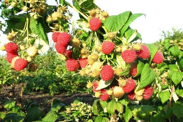 berry yield 