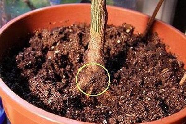 root rot