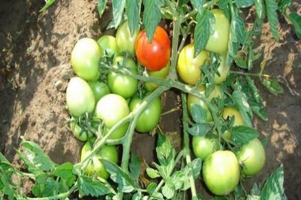 tomates madurando