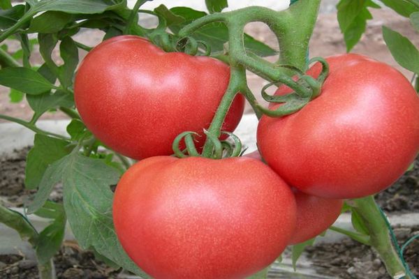 Tomatenbüsche