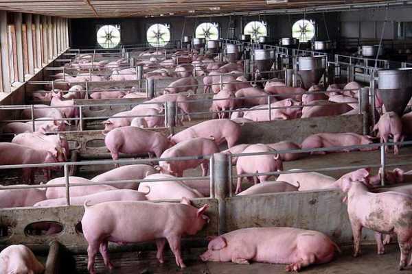 keeping pigs Two-phase