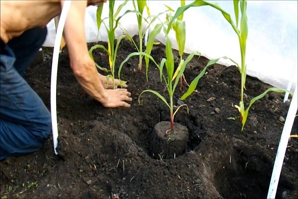 planting a crop