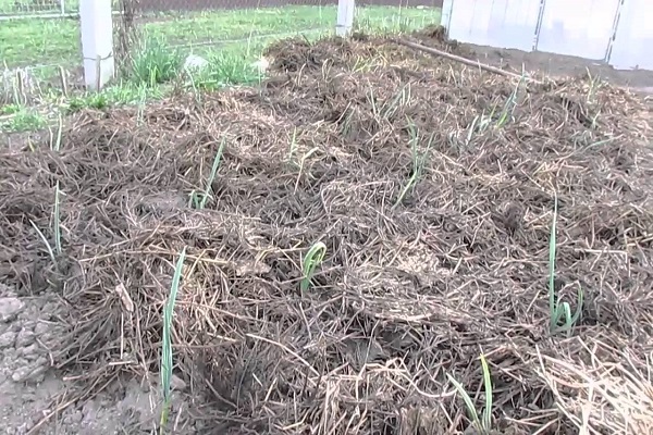 Technologie pro pěstování a péči o zimní česnek v otevřeném terénu