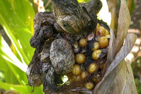 mit Fungiziden behandelt