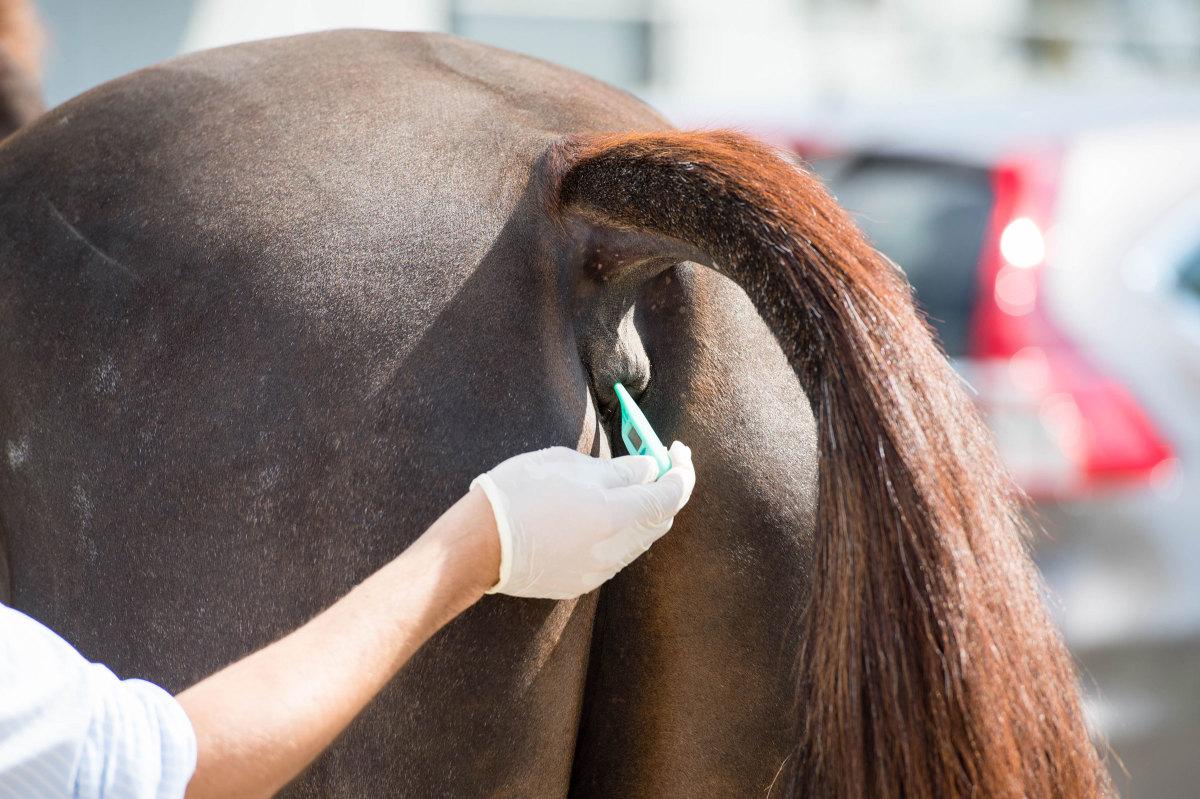 temperatura do cavalo