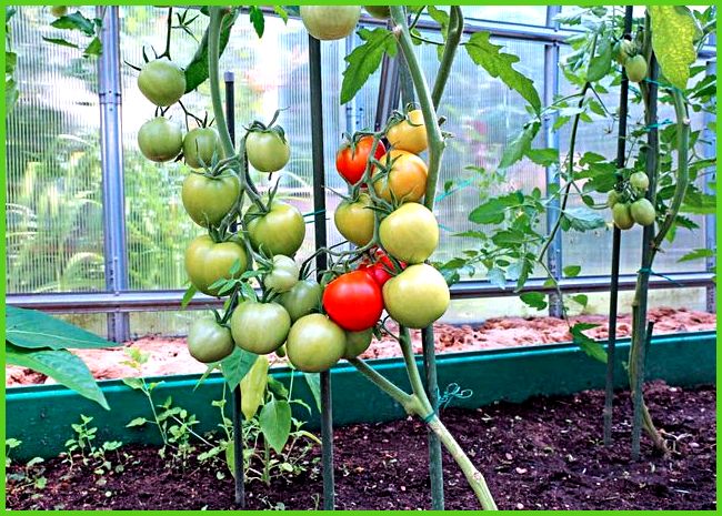 Tomatenbüsche in einem Gewächshaus