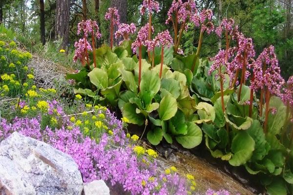 leuchtende Blüte