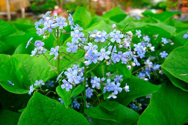 Brunnera neaizmirstamā grāmata