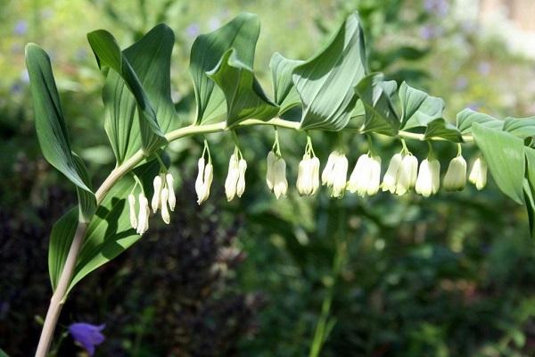 bladverliezende planten