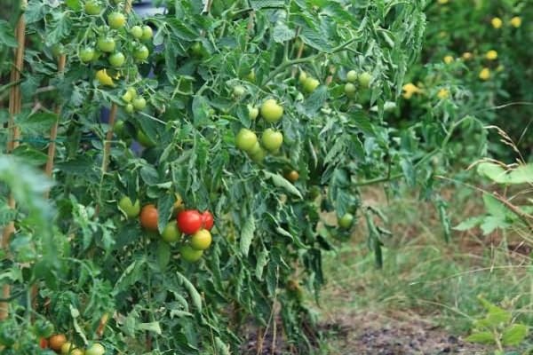 tomato bushes 