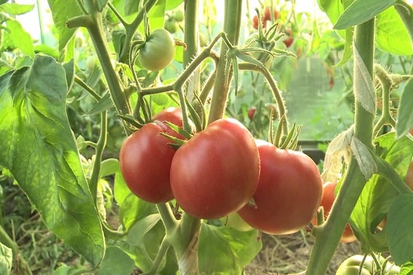 obtaining fruits 