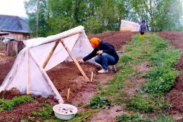 DIY greenhouse